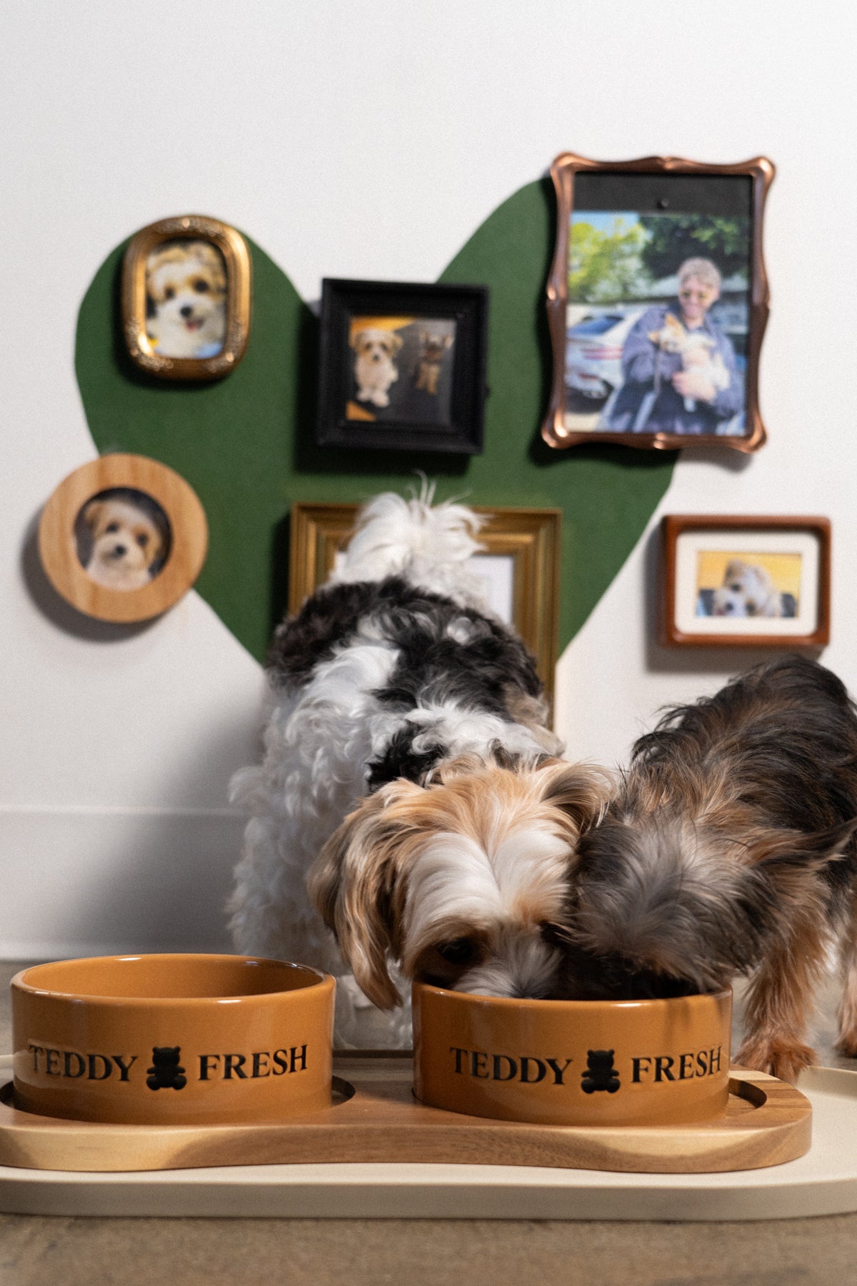 Teddy Dog Bowl