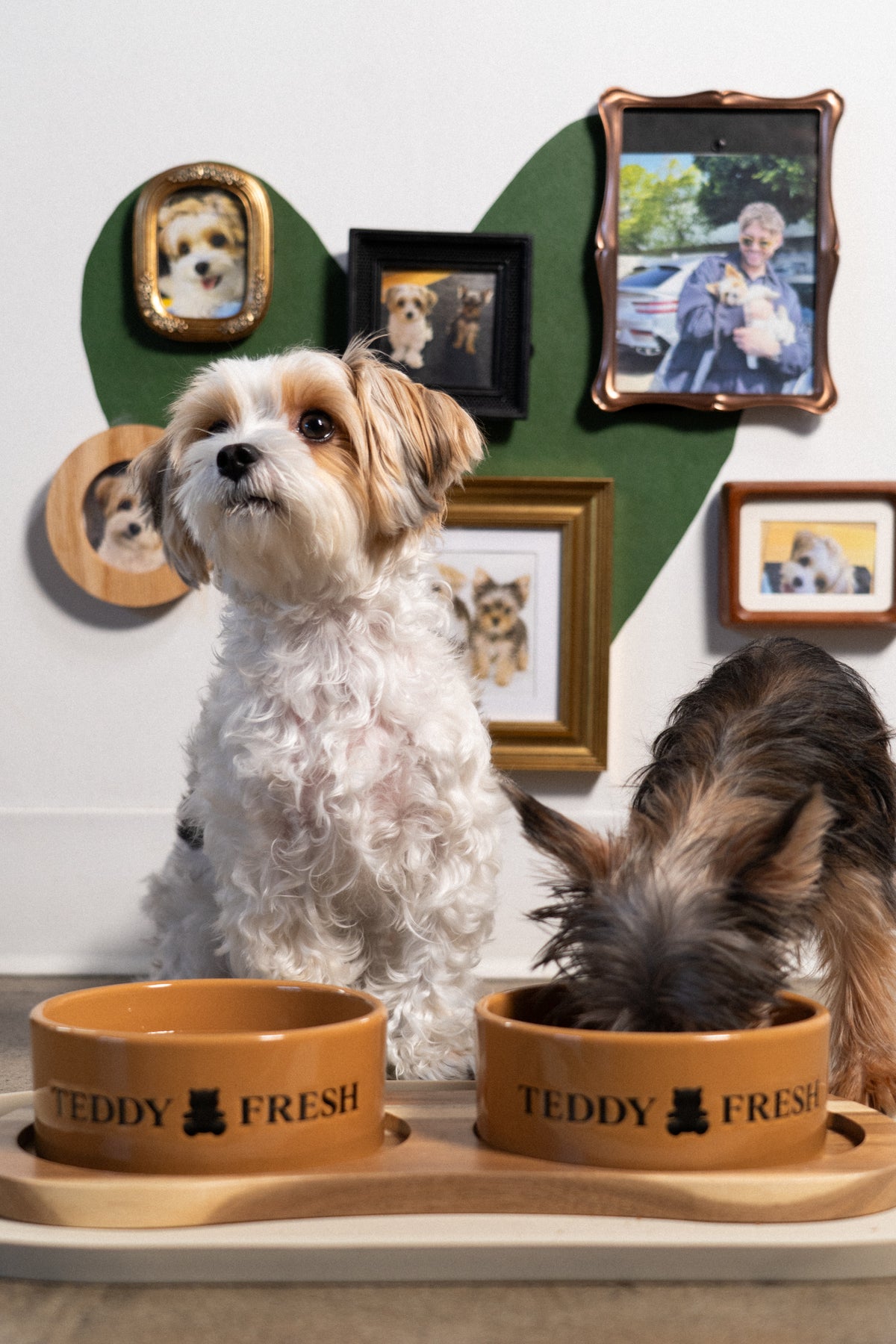 Teddy Dog Bowl