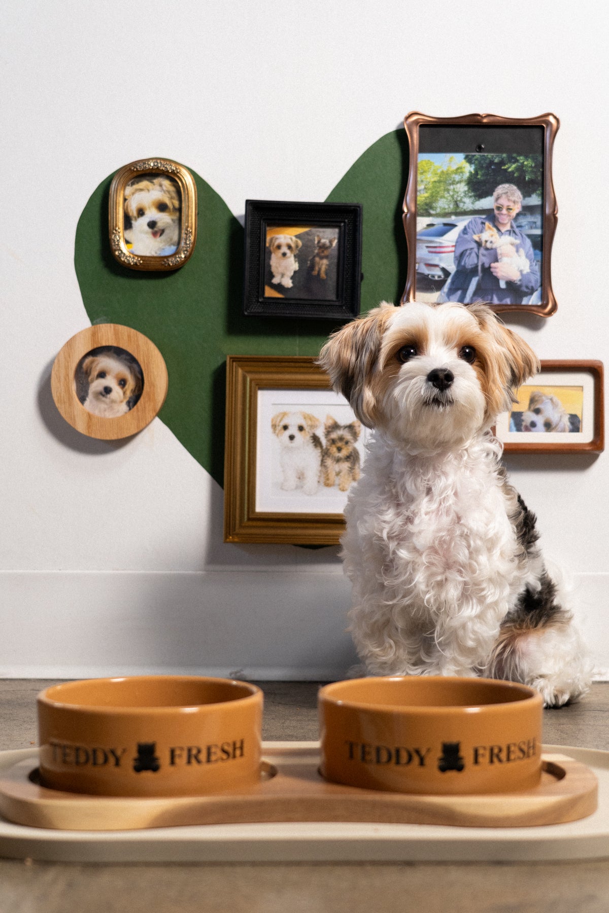 Teddy Dog Bowl